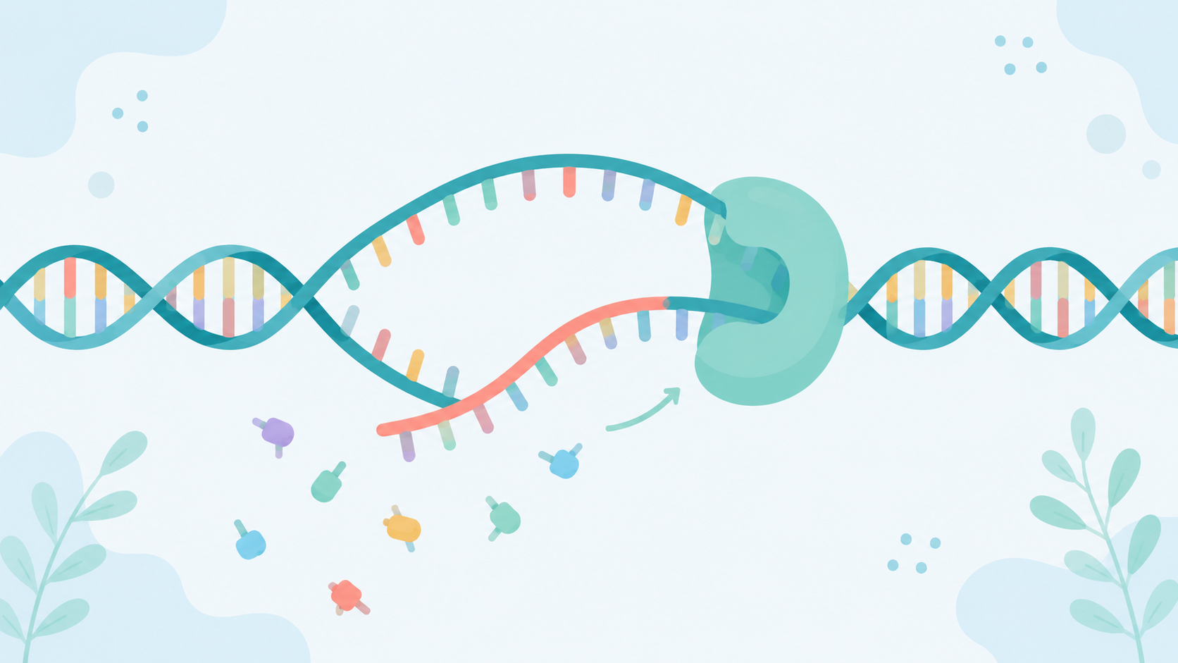 DNA transcription