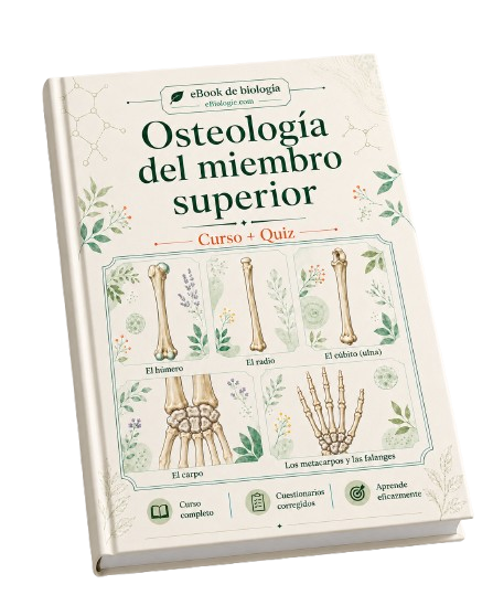 e-Book PDF: Osteología del miembro superior (Cursos + Cuestionario)