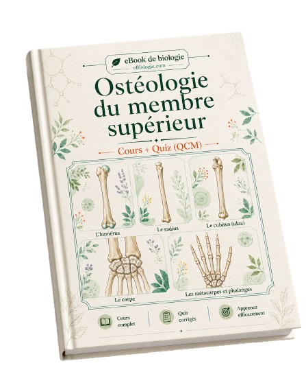 e-Book PDF : Ostéologie du membre supérieur - Cours et QCM (Quiz)